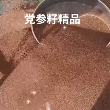 甘肃白条党参籽