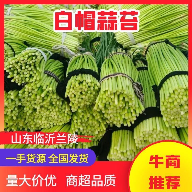【推荐】山东白帽蒜薹供应市场商超一手货源保质保量