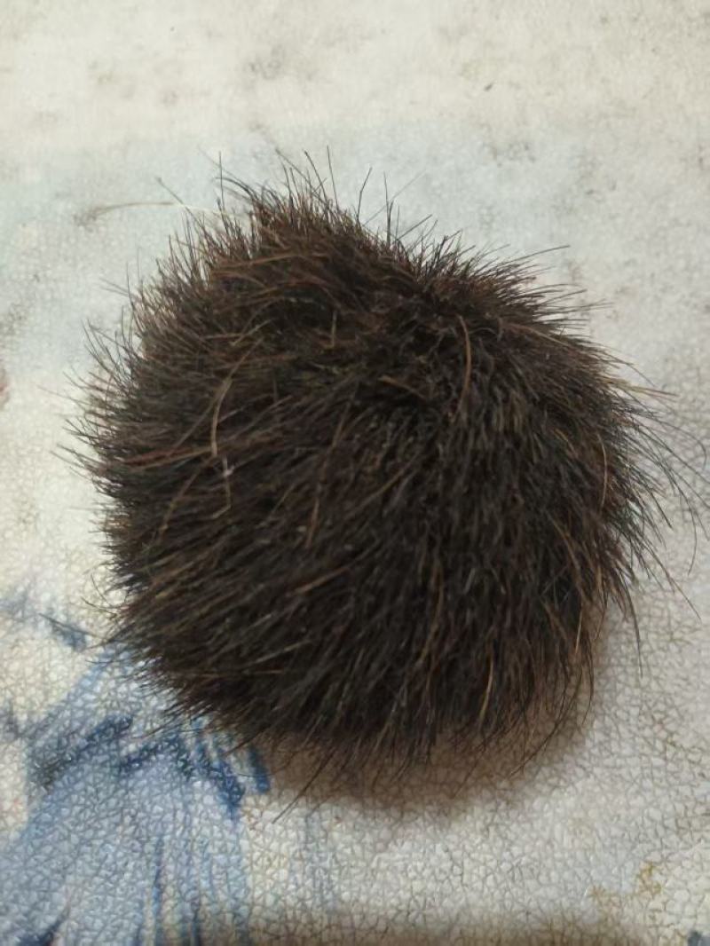 猪宝