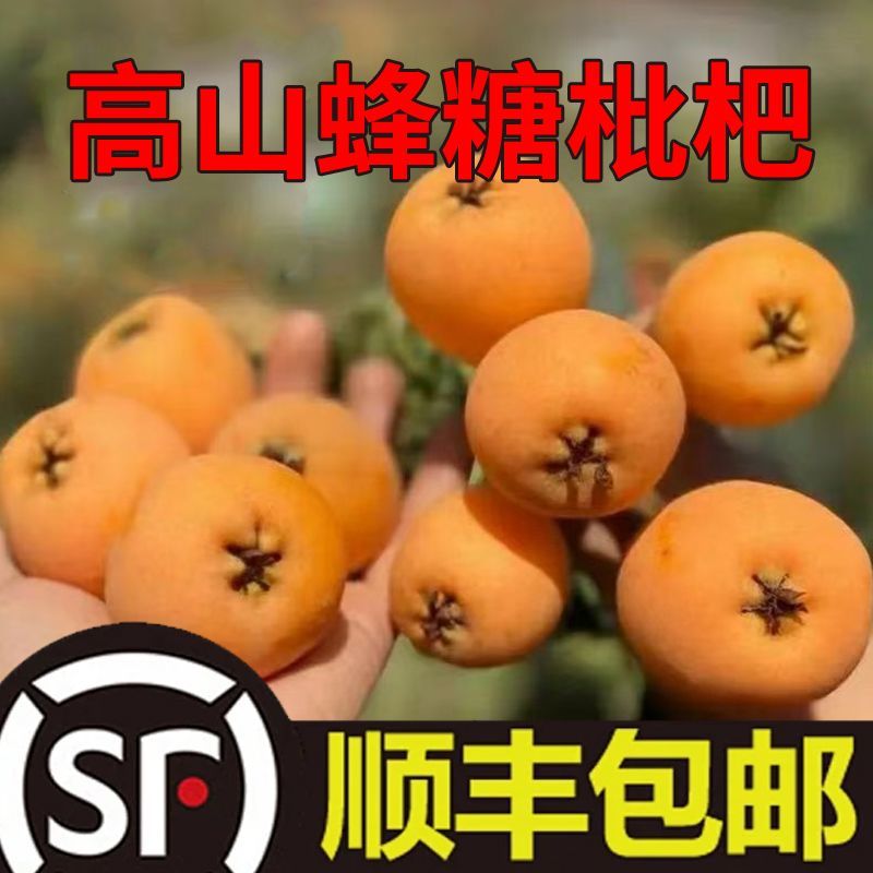 贵州高山蜂糖枇杷电商市场，一件也代发一件