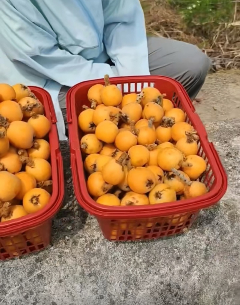 贵州高山蜂糖枇杷电商市场，一件也代发一件