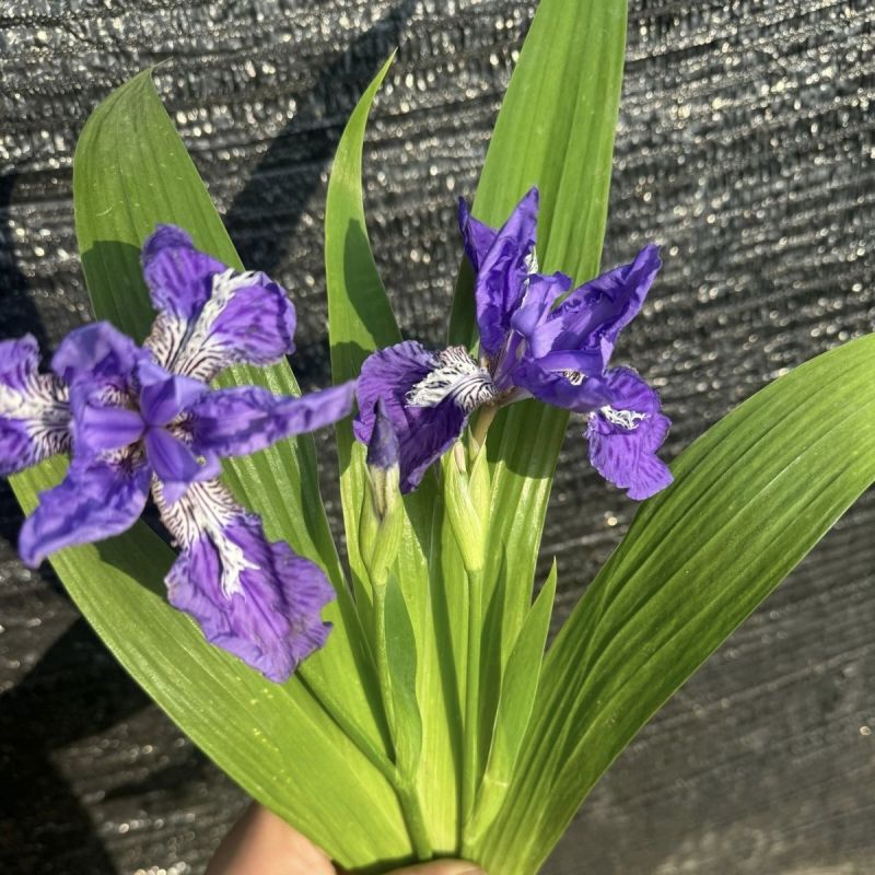 50株西伯利亚莺尾花蝴蝶兰苗花朵像蝴蝶的花苗鸢尾阳台庭院