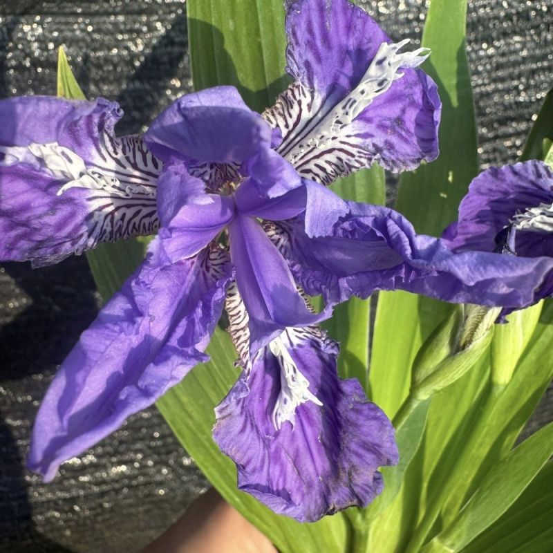 50株西伯利亚莺尾花蝴蝶兰苗花朵像蝴蝶的花苗鸢尾阳台庭院