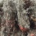 翻白草扎把中药批发一手货源量大忧惠全国发货