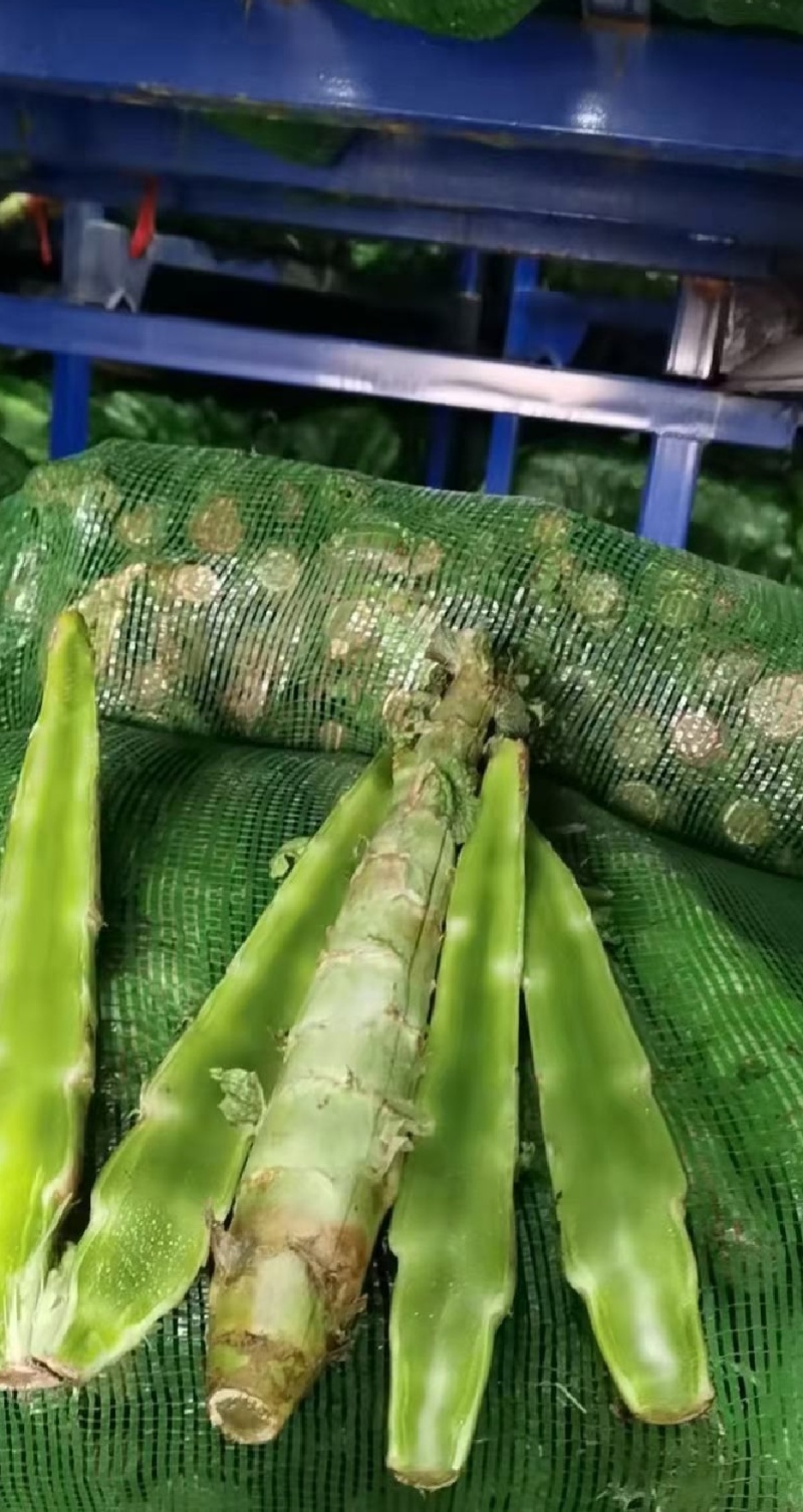 莴笋杆子，网袋装的，现砍现发，供应全国各地，大小客商都来