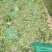莴笋杆子，网袋装的，现砍现发，供应全国各地，大小客商都来