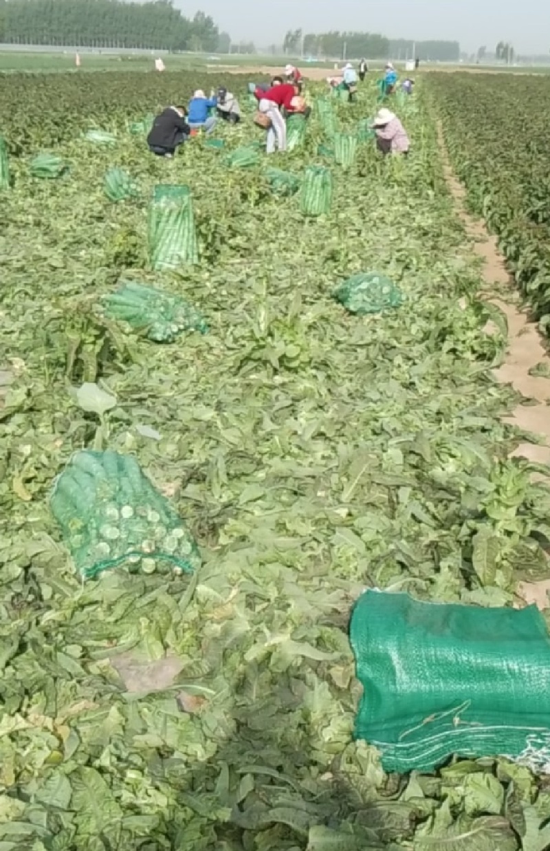 莴笋杆子，网袋装的，现砍现发，供应全国各地，大小客商都来