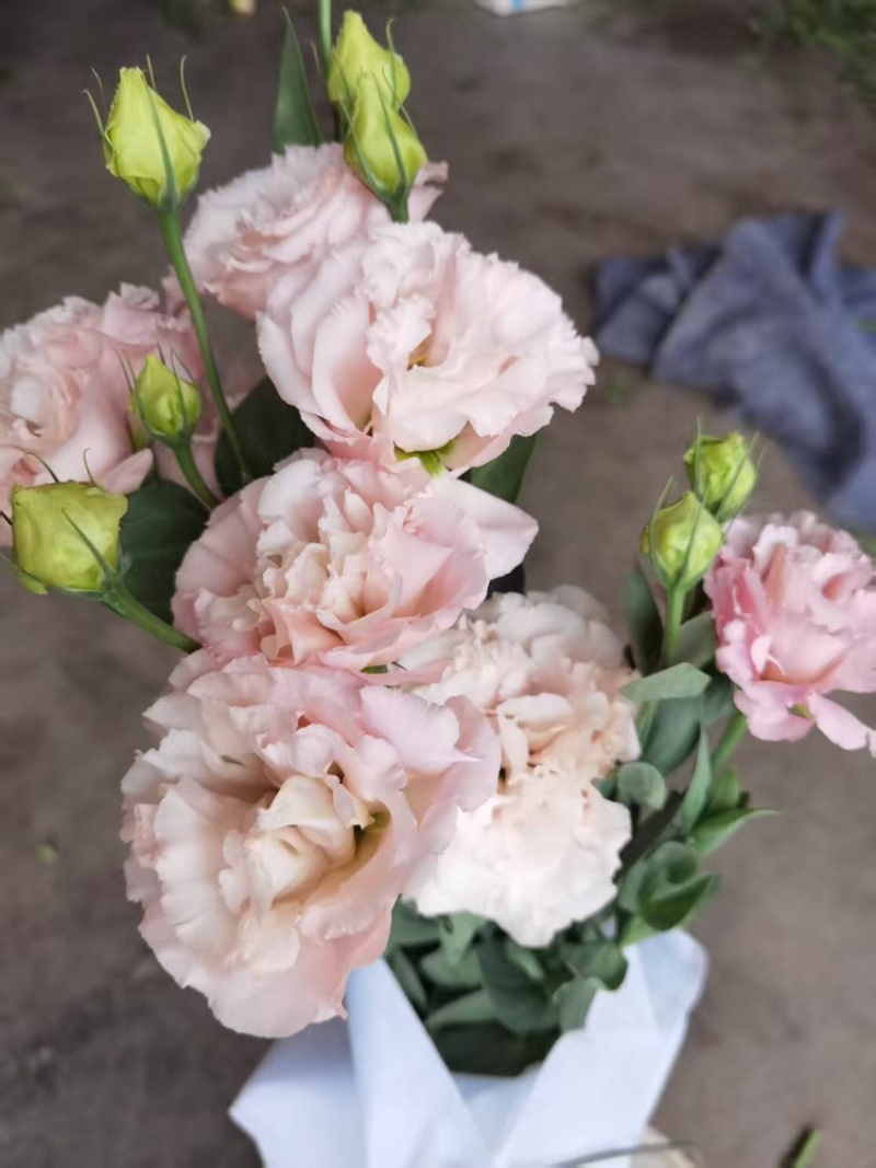 桔梗花颜色齐全品质保证服务周到产地直发现货现发