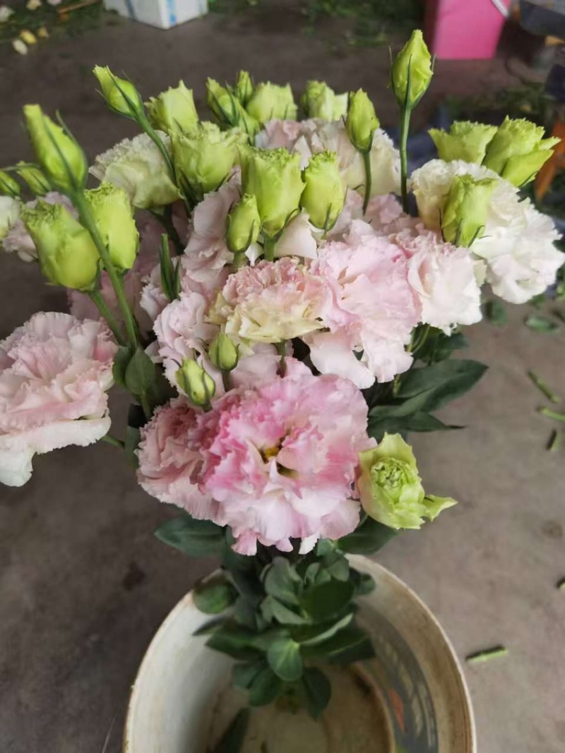 桔梗花颜色齐全品质保证新鲜现采现发价格美丽