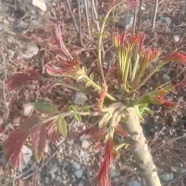 二茬香椿