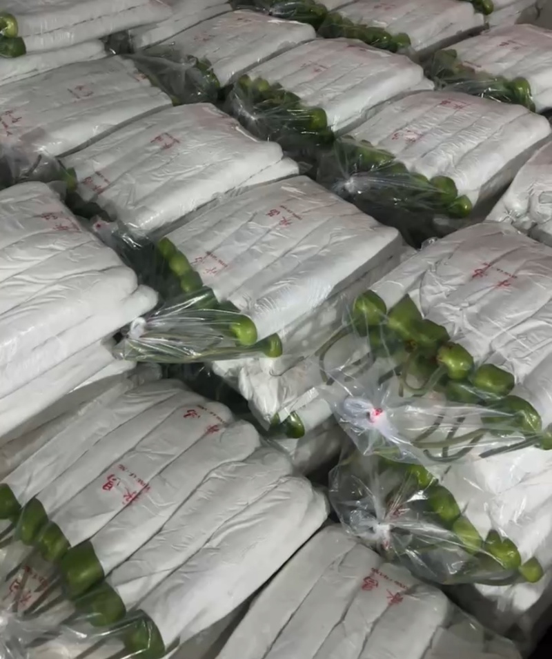 山东淮坊瓠瓜新鲜上市基地直发瓠子瓜大价格从优质量保证