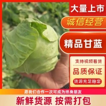 牛商老店精品甘蓝圆包菜基地直发一手货源