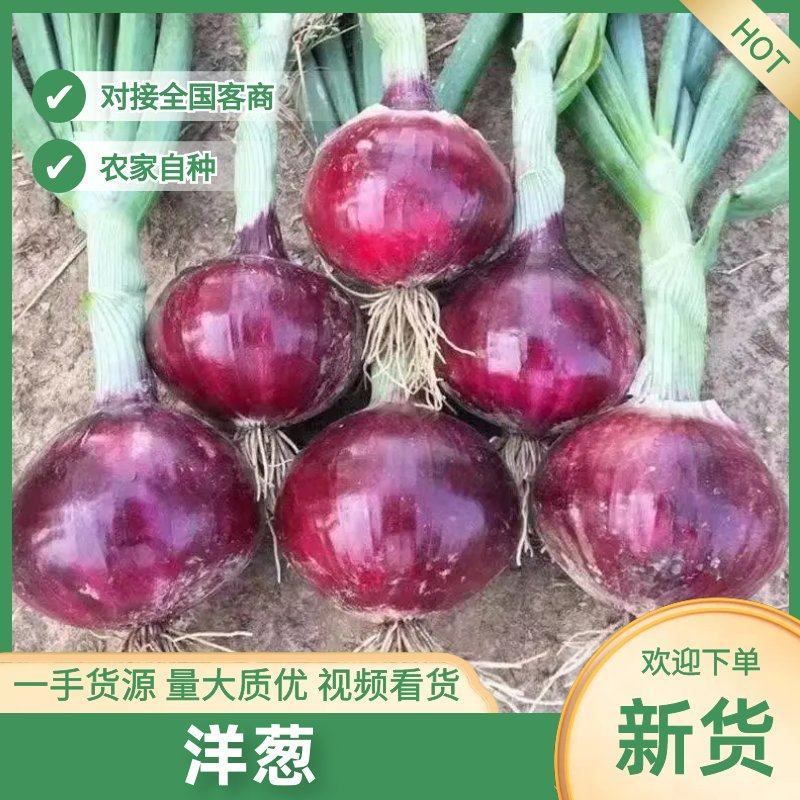 洋葱紫皮洋葱河南通许蔬菜种植基地大量出货
