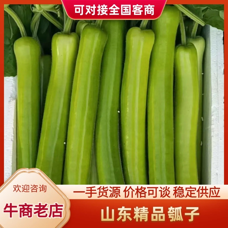 山东淮坊瓠瓜新鲜上市基地直发瓠子瓜大价格从优质量保证