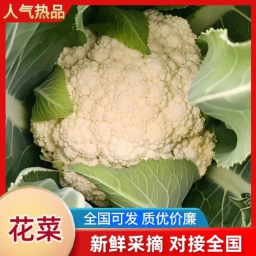 松花菜开封通许花菜花椰菜有机花菜可视频看货青梗白面