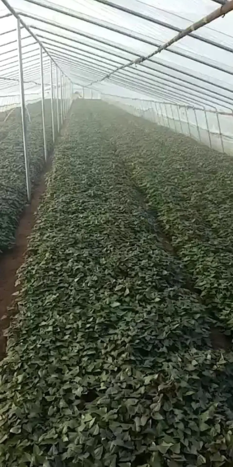 红薯苗育苗基地脱毒红薯苗批发产地西瓜红济薯26