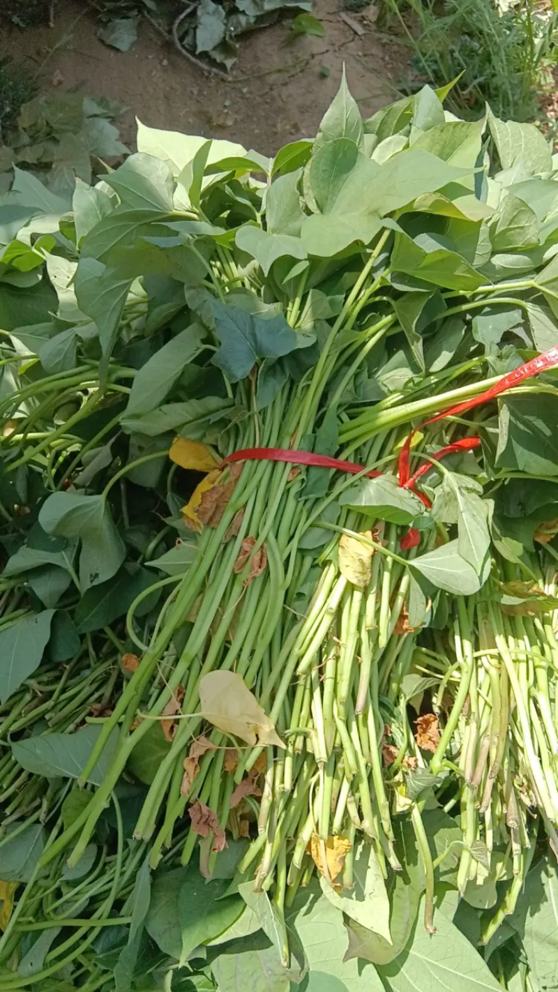 红薯苗育苗基地脱毒红薯苗批发产地西瓜红济薯26