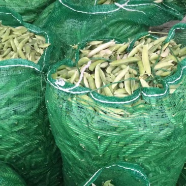 各位老板豌豆现在大量出货有需要的可以联系我