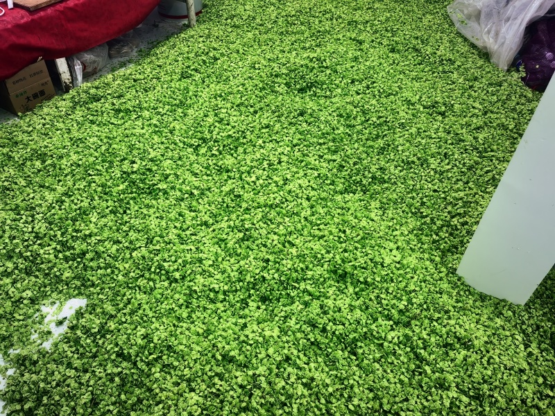 榆钱新鲜榆钱，当天新货现发可日供万斤