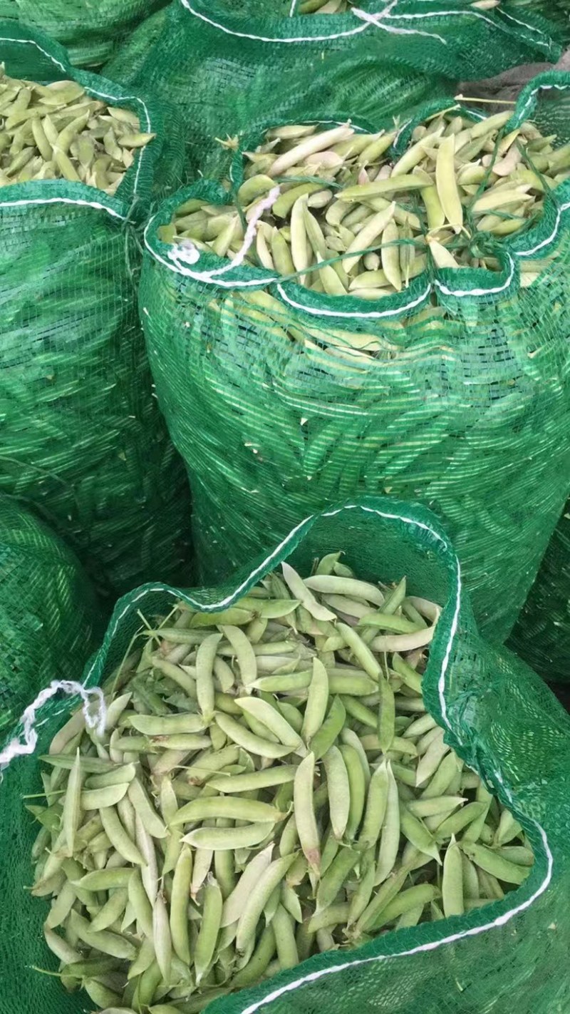 各位老板豌豆现在大量出货有需要的可以联系我