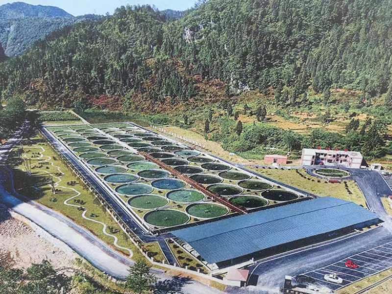 贵州山咔咔冷水鲟鱼