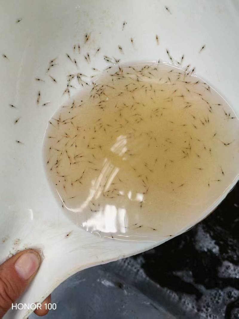 河虾苗专业海水养殖有基地大量货源品质保证价格优惠
