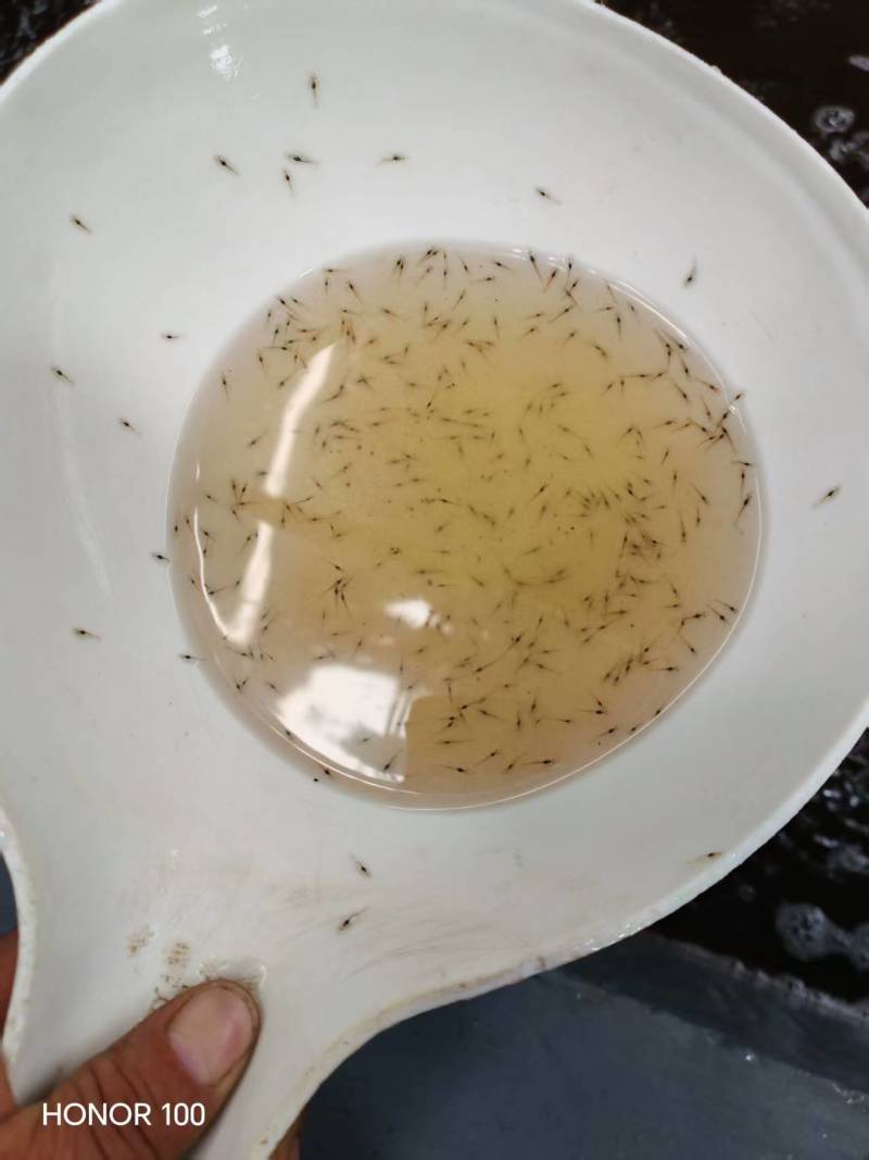 河虾苗专业海水养殖有基地大量货源品质保证价格优惠