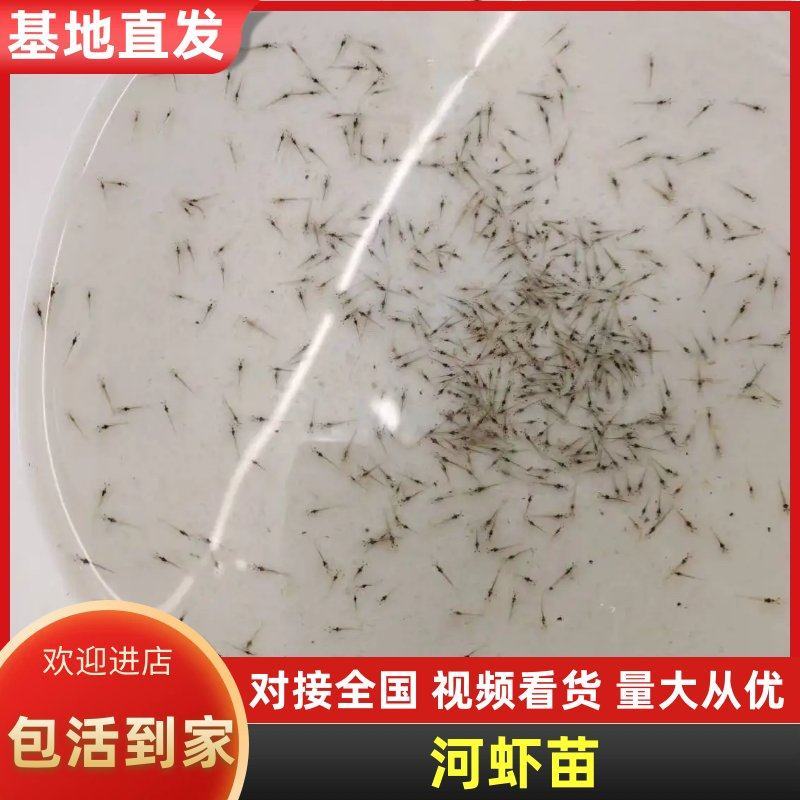 河虾苗专业海水养殖有基地大量货源品质保证价格优惠