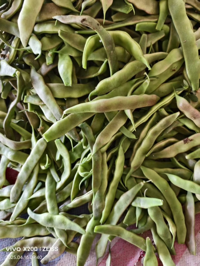 油豆山东油豆大量供应对接全国市场电商商超