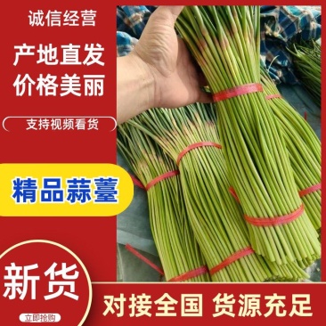 红帽蒜薹河南蒜苔大量上市精品蒜苔欢迎咨询合作