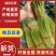 红帽蒜薹河南蒜苔大量上市精品蒜苔欢迎咨询合作