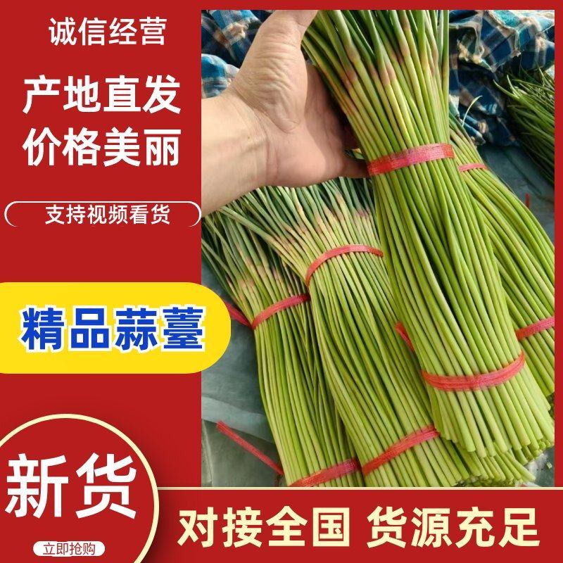 红帽蒜薹河南蒜苔大量上市精品蒜苔欢迎咨询合作