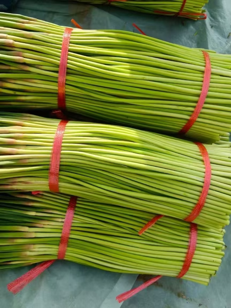红帽蒜薹河南蒜苔大量上市精品蒜苔欢迎咨询合作