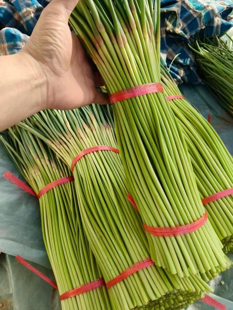 红帽蒜薹河南蒜苔大量上市精品蒜苔欢迎咨询合作