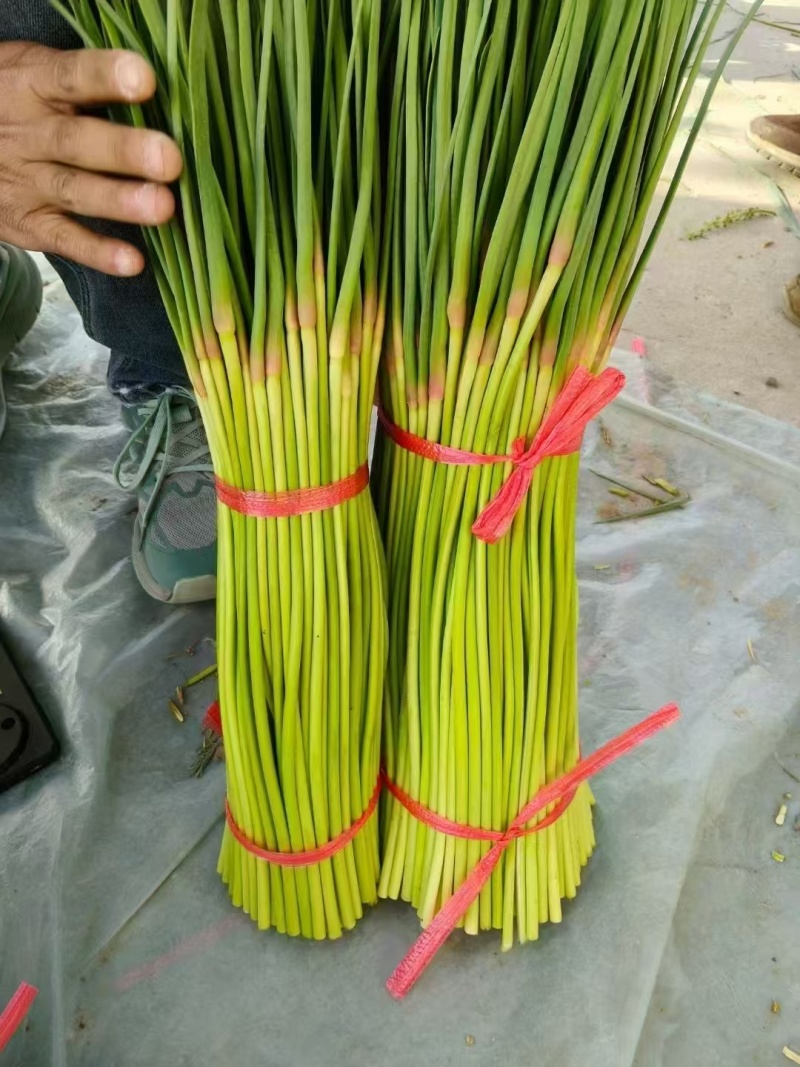 红帽蒜薹河南蒜苔大量上市精品蒜苔欢迎咨询合作