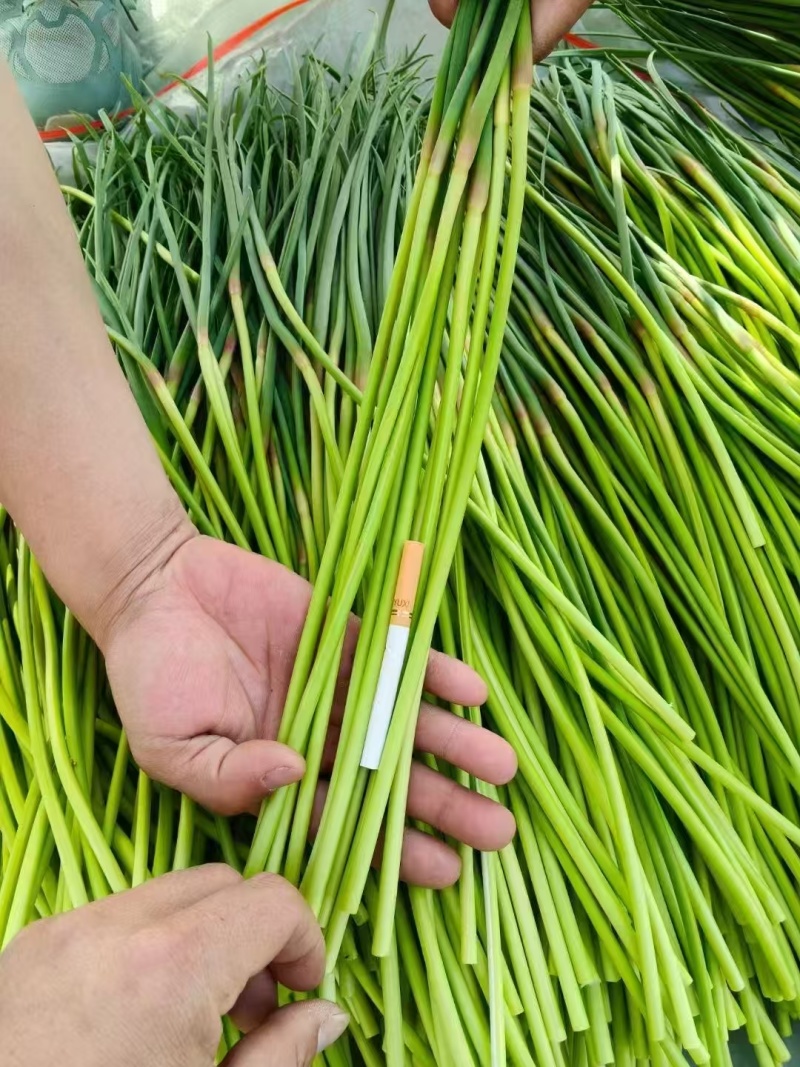 红帽蒜薹河南蒜苔大量上市精品蒜苔欢迎咨询合作