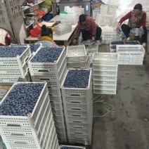 蓝莓鲜果产地直发