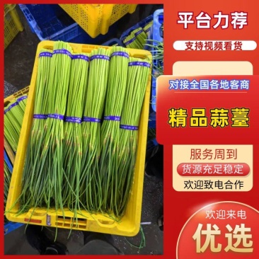 河南蒜苔精品红帽蒜薹电商货，市场货，电商一件代发