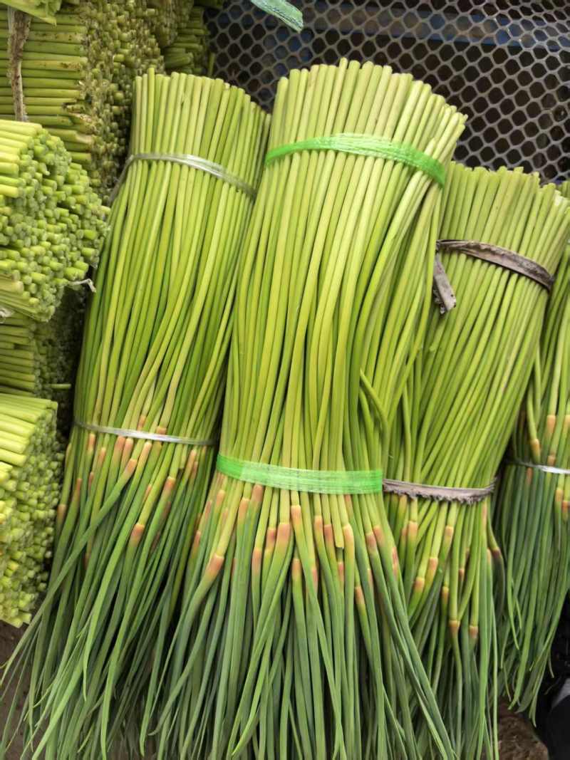 河南蒜苔精品红帽蒜薹电商货，市场货，电商一件代发