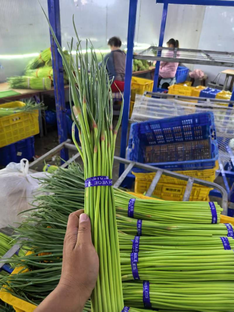 河南蒜苔精品红帽蒜薹电商货，市场货，电商一件代发