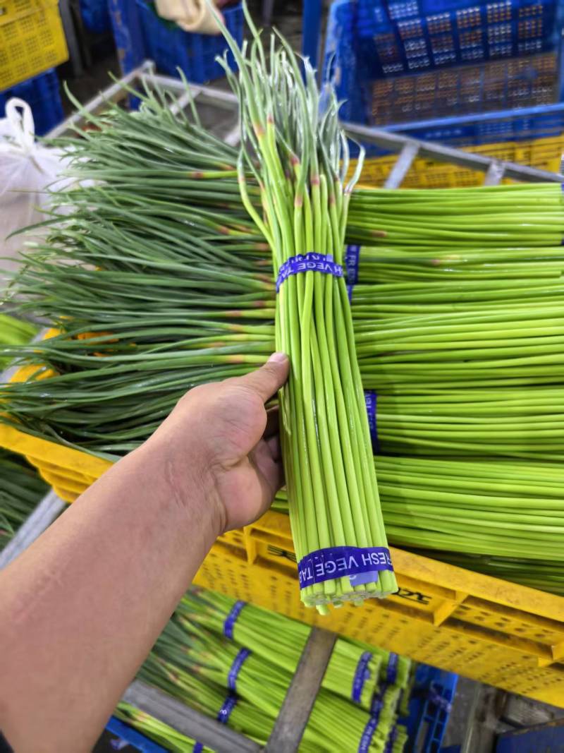 河南蒜苔精品红帽蒜薹电商货，市场货，电商一件代发
