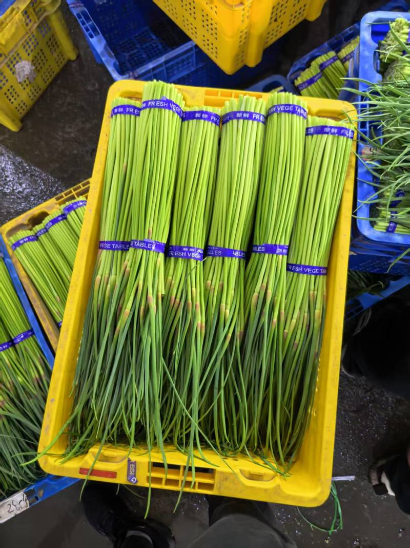 河南蒜苔精品红帽蒜薹电商货，市场货，电商一件代发