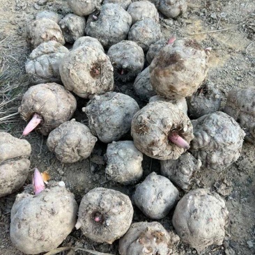 重庆巫溪花魔芋专业种植户大量新鲜魔芋采挖批发零售