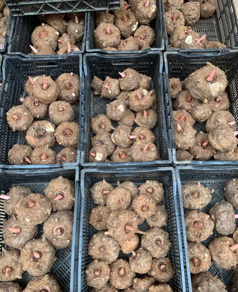 重庆巫溪花魔芋专业种植户大量新鲜魔芋采挖批发零售