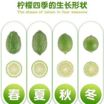 广东香水柠檬一级果