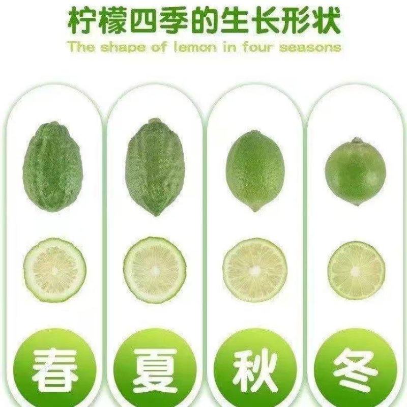 广东香水柠檬一级果