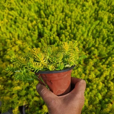 佛甲草