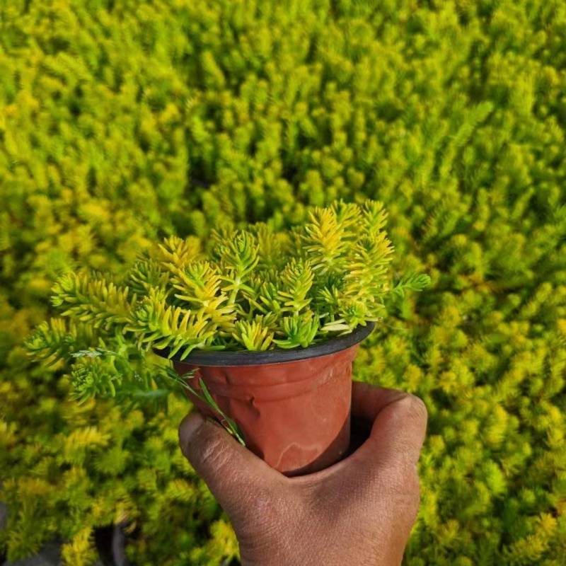 佛甲草
