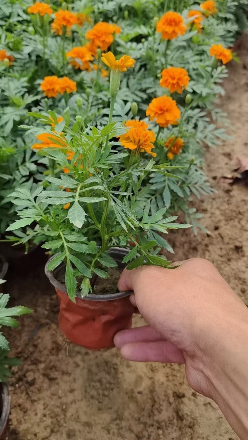 佛甲草