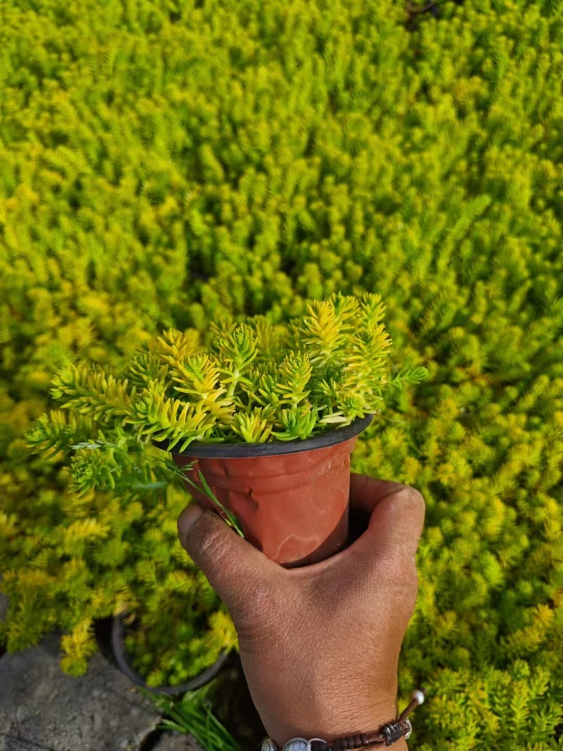 佛甲草